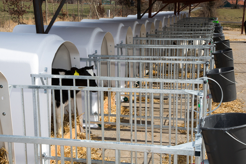 Умеете ли вы разговаривать по-коровьи?