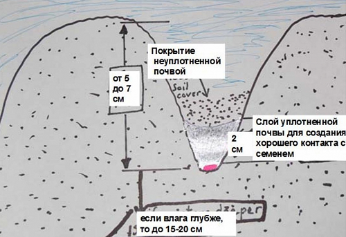 На пути к «сухому земледелию»