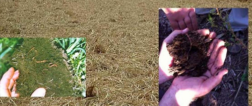 На пути к «сухому земледелию»