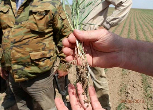 На пути к «сухому земледелию»