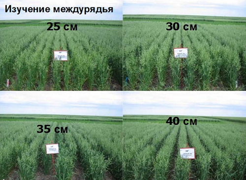 На пути к «сухому земледелию»