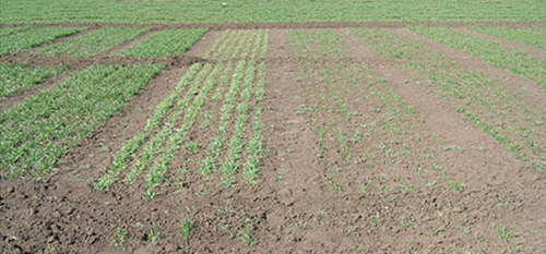 Система интенсивного земледелия себя исчерпала. Что дальше?