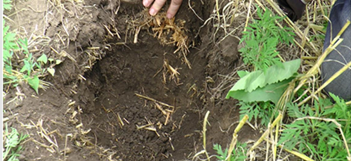 Система интенсивного земледелия себя исчерпала. Что дальше?