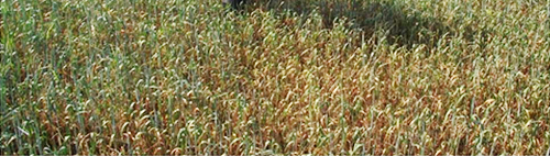 Система интенсивного земледелия себя исчерпала. Что дальше?