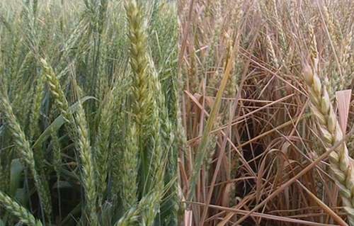 Система интенсивного земледелия себя исчерпала. Что дальше?