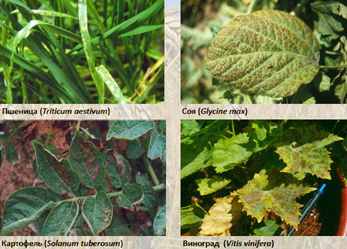 Система интенсивного земледелия себя исчерпала. Что дальше?