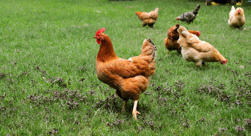 Советы по содержанию домашних кур