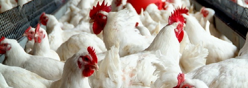 Фитаза нового поколения улучшает конверсию корма