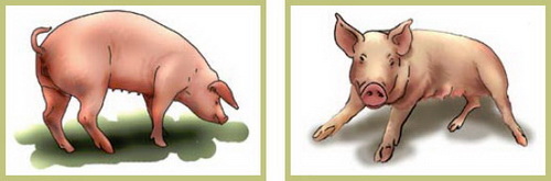 Болезни свиней в небольших хозяйствах - симптомы, лечение, профилактика