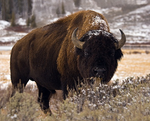 Генетическое разнообразие животных поможет прокормить мир в условиях изменения климата
