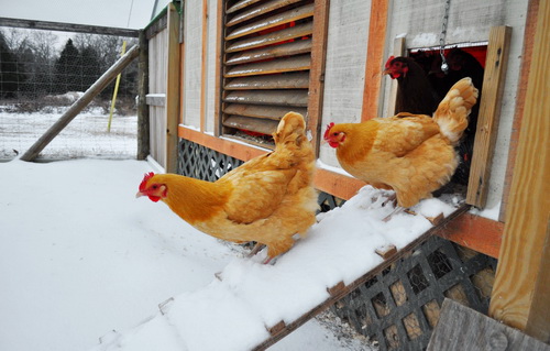 Как подготовить кур и птичник к зиме