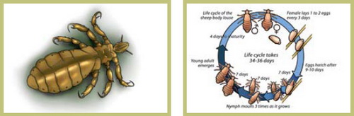 Болезни свиней в небольших хозяйствах - симптомы, лечение, профилактика
