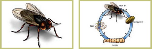 Болезни свиней в небольших хозяйствах - симптомы, лечение, профилактика