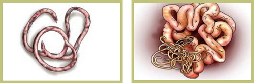 Болезни свиней в небольших хозяйствах - симптомы, лечение, профилактика