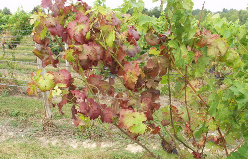 ФГБУ «ВНИИКР» разрабатывает молекулярно-генетические методы диагностики фитоплазм