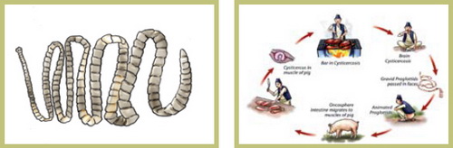 Болезни свиней в небольших хозяйствах - симптомы, лечение, профилактика