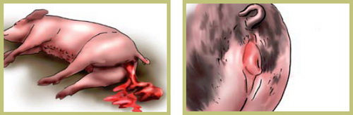 Болезни свиней в небольших хозяйствах - симптомы, лечение, профилактика