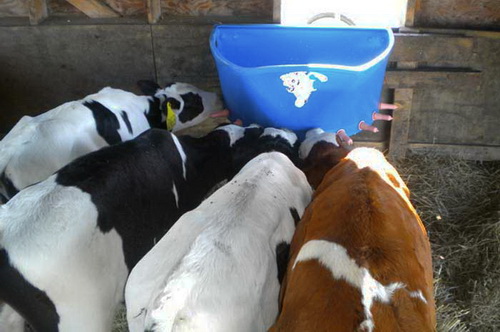 Плюсы и минусы группового содержания телят