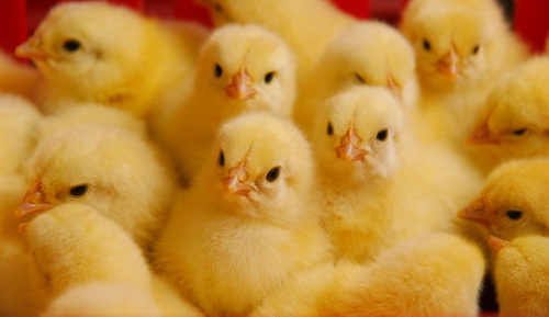 Оптимизация по аминокислотам рационов для бройлеров