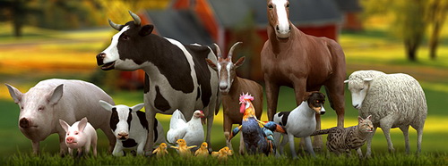 Шесть шагов по устранению риска заражения фермеров золотистым стафилококком