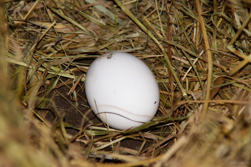 Как помочь курам нести качественные яйца