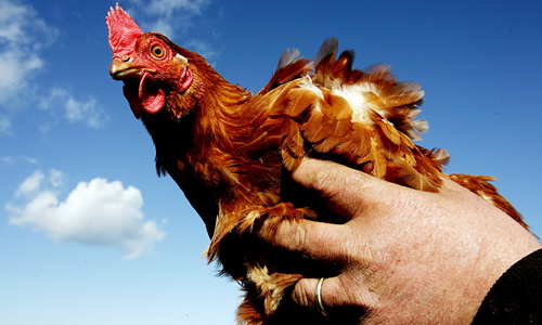 Микотоксины в кормах: понимание проблемы и борьба с последствиями