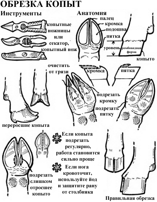 Как и когда обрезать копыта у коз