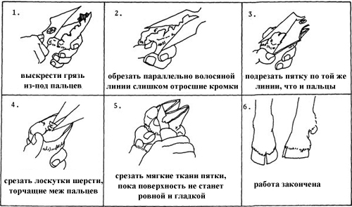 Как и когда обрезать копыта у коз