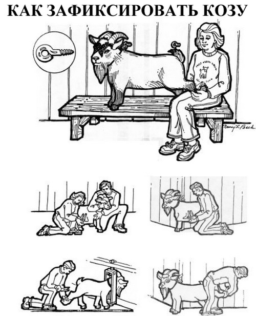 Как и когда обрезать копыта у коз