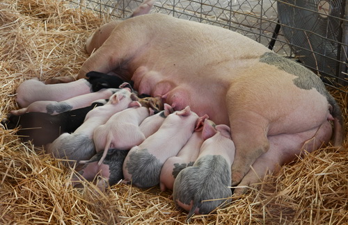 Измерение потребления корма свиноматкой в период лактации