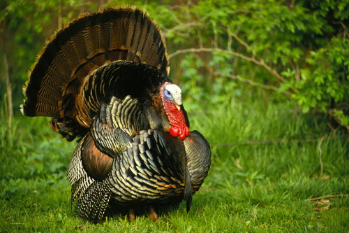 Секрет успешного кормления индеек