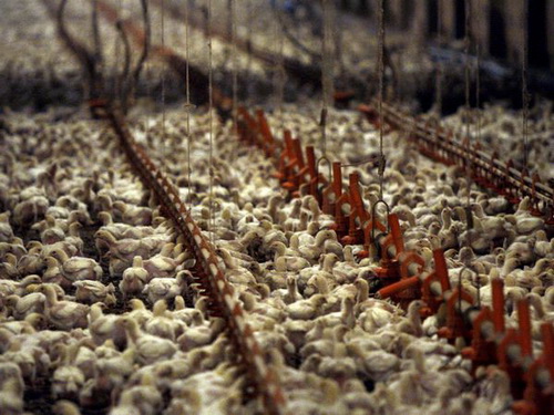 ФидАгро - британские высокотехнологичные ферменты и премиксы на российском рынке