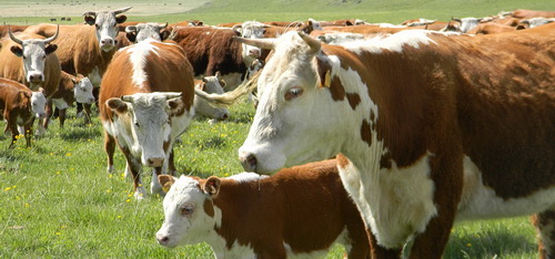 Порода белоголовых коров стала брендом казахского животноводства