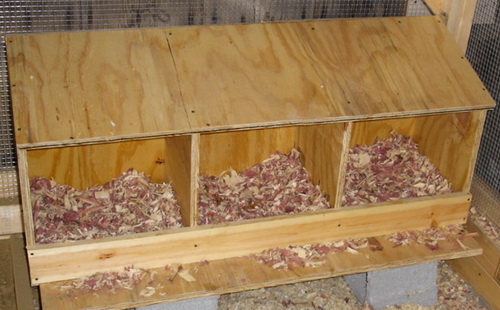 Как помочь курам нести качественные яйца