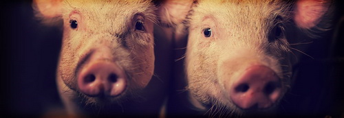 ФидАгро - британские высокотехнологичные ферменты и премиксы на российском рынке