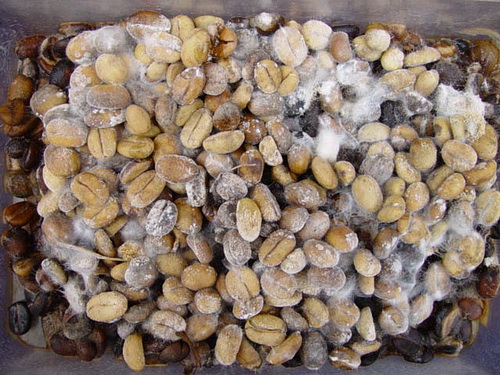 Микотоксины в кормах: понимание проблемы и борьба с последствиями