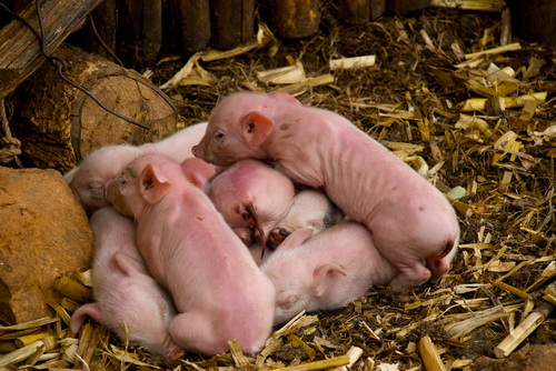 Эмбриональное программирование для предотвращения рождения недоношенных поросят