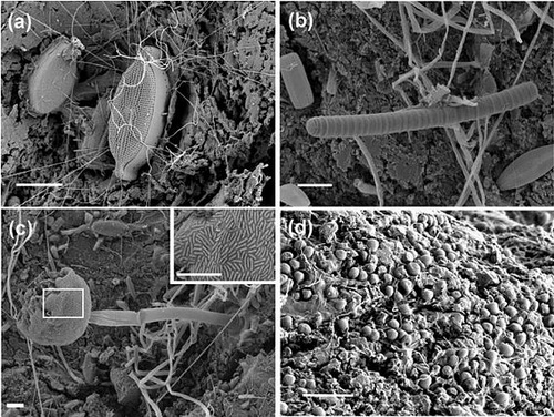 Пластисферные явления: Есть ли жизнь на пластмассе?