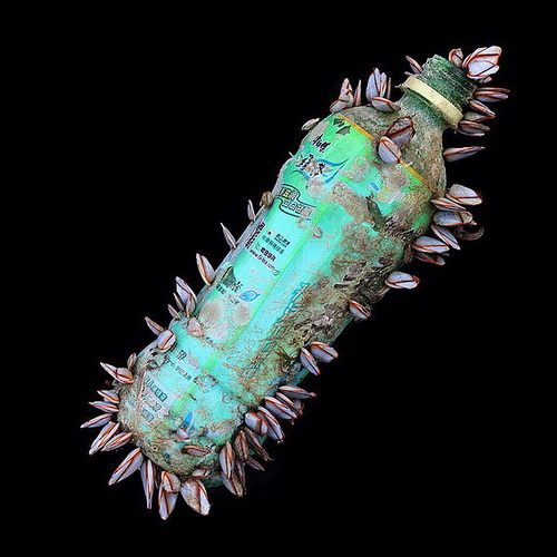 Пластисферные явления: Есть ли жизнь на пластмассе?