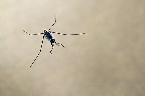 Пластисферные явления: Есть ли жизнь на пластмассе?