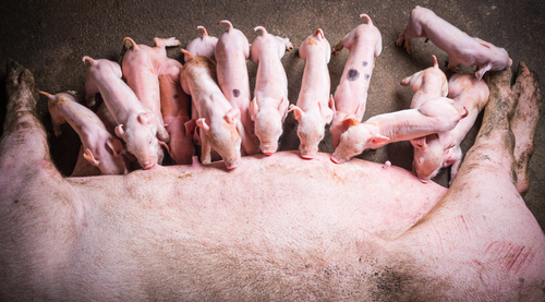 Биоэкономика свиней