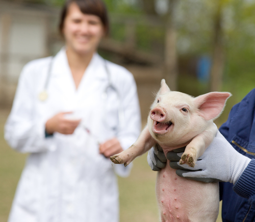 Рентабельность производства зависит от ремонта стада свиноматок