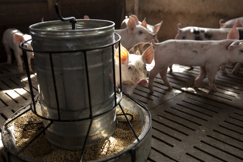 Геномная селекция для улучшения конверсии корма свиней