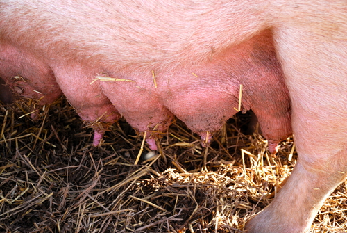 Генетические основы эффективной лактации свиноматок