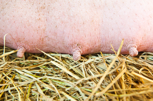 Рентабельность производства зависит от ремонта стада свиноматок