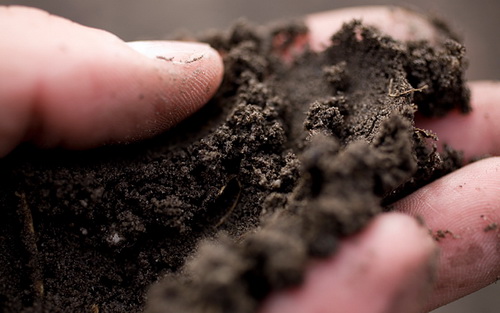 Решение проблемы отечественной продовольственной безопасности