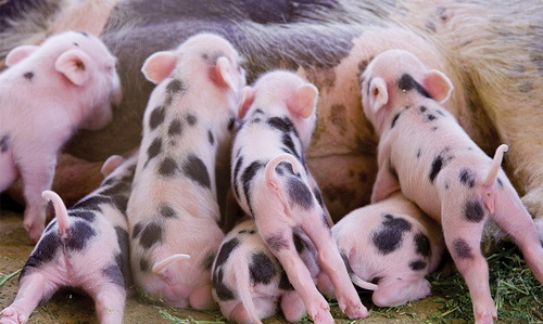 Многоплодие и сохранность поросят