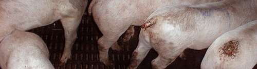 Что делать, если свиньи грызут хвосты?